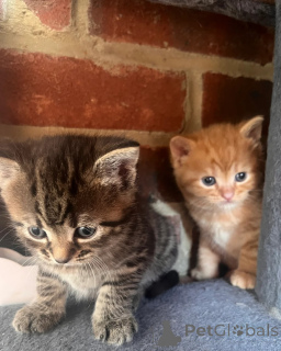 Photo №1. norwegian forest cat - for sale in the city of Jesteburg | 329$ | Announcement № 148552