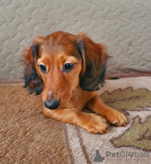 Photo №1. dachshund - for sale in the city of Riga | negotiated | Announcement № 94220