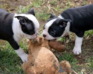 Photo №1. boston terrier - for sale in the city of Вашингтон | 500$ | Announcement № 37539
