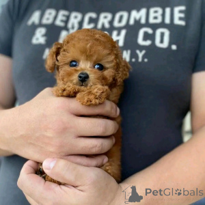 Photo №1. poodle (toy) - for sale in the city of Berlin | 471$ | Announcement № 136379