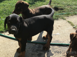 Photo №1. dobermann - for sale in the city of Гелница | negotiated | Announcement № 29029