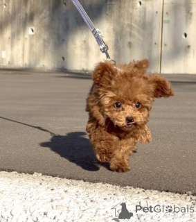 Photo №2 to announcement № 163991 for the sale of poodle (toy) - buy in Germany breeder