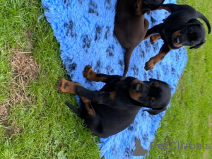 Photo №3. Adorable litter of AKC reg Doberman Pinscher. United States