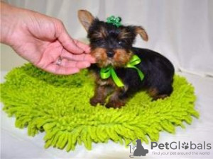 Photo №1. yorkshire terrier - for sale in the city of Fellbach | 412$ | Announcement № 119068