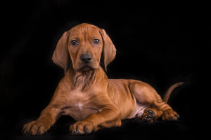 Photo №1. rhodesian ridgeback - for sale in the city of Sillamae | negotiated | Announcement № 3912