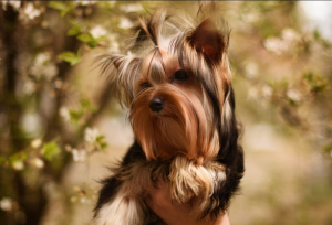 Photo №2 to announcement № 6247 for the sale of yorkshire terrier - buy in Ukraine from nursery