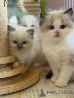 Photo №1. ragdoll - for sale in the city of Erlangen | negotiated | Announcement № 170004