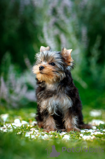 Photo №3. I offer Yorkshire terrier puppies for sale. Russian Federation