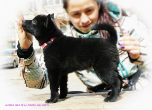 Photo №2 to announcement № 6219 for the sale of schipperke - buy in Russian Federation breeder