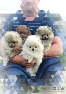 Additional photos: Pomeranian Spitz, puppies. Mini bears