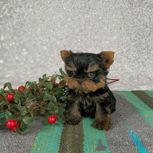 Photo №1. yorkshire terrier - for sale in the city of Freiburg | negotiated | Announcement № 173341