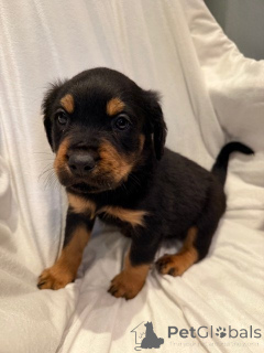 Photo №1. rottweiler - for sale in the city of Heist-Op-Den-Berg | negotiated | Announcement № 169350