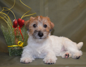 Photo №1. jack russell terrier - for sale in the city of Gomel | 350$ | Announcement № 6008