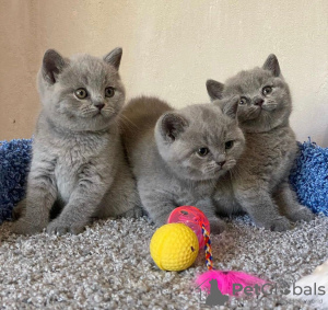 Photo №1. british shorthair - for sale in the city of Miami Beach | 220$ | Announcement № 53187