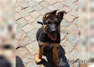 Photo №2 to announcement № 106096 for the sale of german shepherd - buy in Germany from nursery, from the shelter, breeder