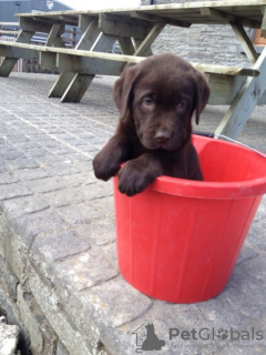 Photo №3. Prachtige raszuivere Labrador-puppy's Klaar voor hun eeuwige thuis!. Netherlands