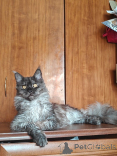Photo №1. maine coon - for sale in the city of Aiola | 723$ | Announcement № 169614