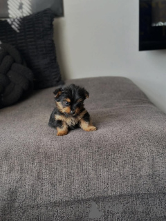Photo №4. I will sell yorkshire terrier in the city of Chania. breeder - price - 258$