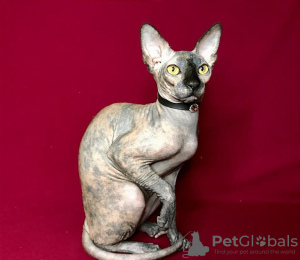 Photo №1. donskoy cat - for sale in the city of Москва | negotiated | Announcement № 29564