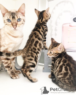 Photo №1. bengal cat - for sale in the city of Oslo | 370$ | Announcement № 65679