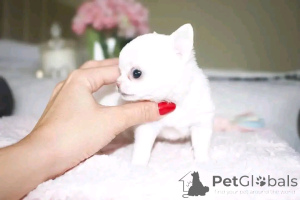 Photo №4. I will sell poodle (toy) in the city of Helsinki. private announcement, breeder - price - 450$