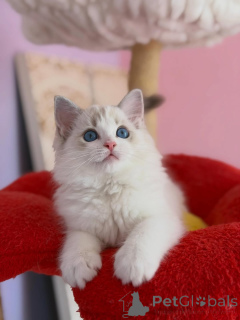 Photo №2 to announcement № 169100 for the sale of ragdoll - buy in Finland from nursery
