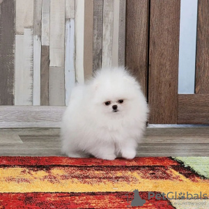 Additional photos: Pomeranian puppies