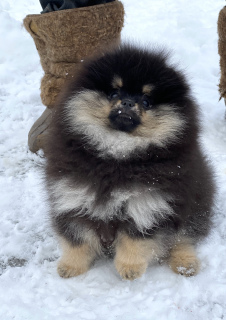 Photo №1. pomeranian - for sale in the city of Москва | 1764$ | Announcement № 4867