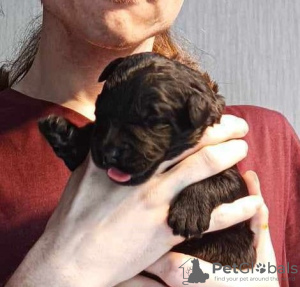 Photo №4. I will sell black russian terrier in the city of Łaziska Górne. breeder - price - 1057$