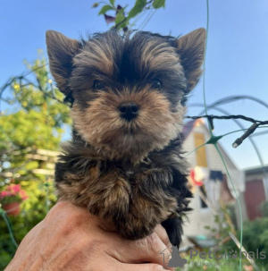 Photo №3. Yorkshire Terrier puppies. Russian Federation
