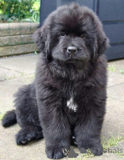 Photo №2 to announcement № 157799 for the sale of newfoundland dog - buy in Germany from the shelter, breeder