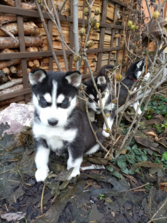 Photo №2 to announcement № 98993 for the sale of siberian husky - buy in Finland private announcement