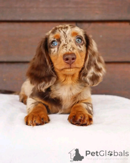 Photo №1. dachshund - for sale in the city of Helsinki | 568$ | Announcement № 163622