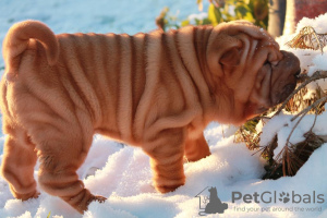 Photo №1. shar pei - for sale in the city of Tver | negotiated | Announcement № 8606