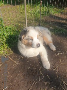 Photo №3. Australian Shepherd puppy for sale. Russian Federation