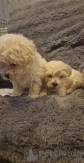 Photo №2 to announcement № 175107 for the sale of bichon frise - buy in Germany private announcement