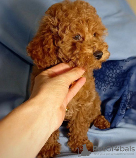 Additional photos: Toy poodle for free