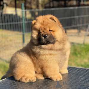 Photo №1. chow chow - for sale in the city of Anaheim | 900$ | Announcement № 157408