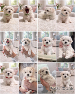 Photo №1. maltese dog - for sale in the city of LègStrup | negotiated | Announcement № 169969