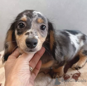 Photo №3. Mini Dachshund Puppies. Finland