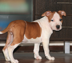 Photo №1. american staffordshire terrier - for sale in the city of Gatchina | 712$ | Announcement № 4275