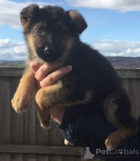 Photo №1. german shepherd - for sale in the city of Bad Kreuznach | negotiated | Announcement № 178329