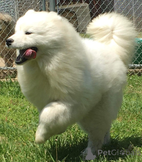 Photo №4. I will sell samoyed dog in the city of Mayen. private announcement - price - 1412$