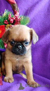 Photo №2 to announcement № 163431 for the sale of petit brabançon - buy in Russian Federation breeder