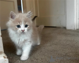 Photo №2 to announcement № 154980 for the sale of persian cat - buy in Germany 