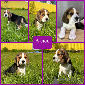 Photo №2 to announcement № 102874 for the sale of beagle - buy in Russian Federation from nursery, breeder