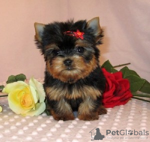 Photo №1. beaver yorkshire terrier - for sale in the city of San Jose | Is free | Announcement № 124098