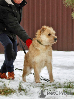 Photo №2 to announcement № 161646 for the sale of non-pedigree dogs - buy in Russian Federation private announcement