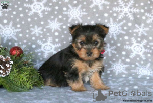 Photo №2 to announcement № 63828 for the sale of yorkshire terrier - buy in Germany 
