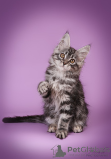 Photo №3. Maine Coon kittens. Latvia
